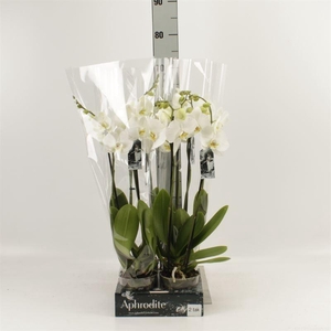 Phalaenopsis 'Ant Nottingham'