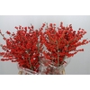 Ilex Groen Met Bes