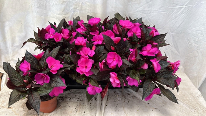 <h4>IMPAT NG OV</h4>