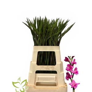 Gladiolus primulines Summer Jewel