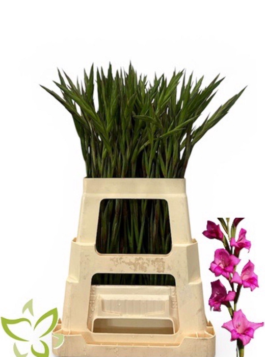 <h4>Gladiolus Primulines Summer Jewel</h4>
