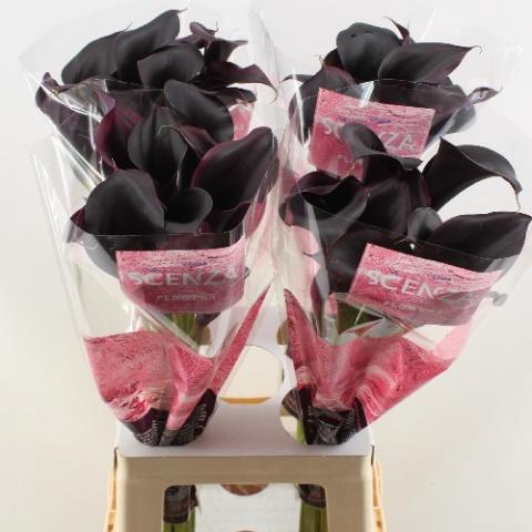 <h4>ZANT ODESSA</h4>