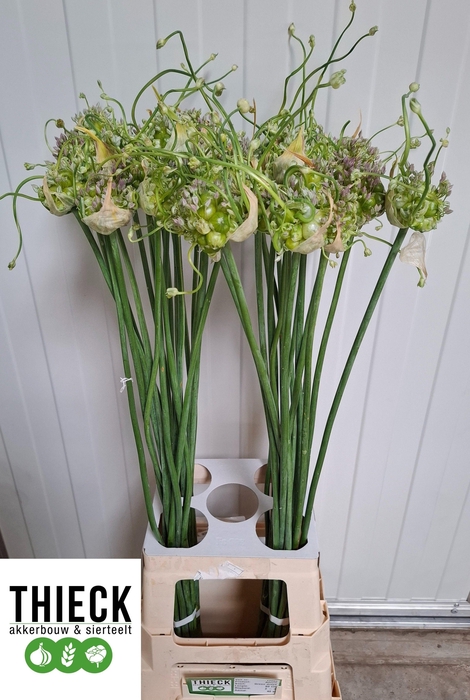 <h4>Allium Green Drops</h4>