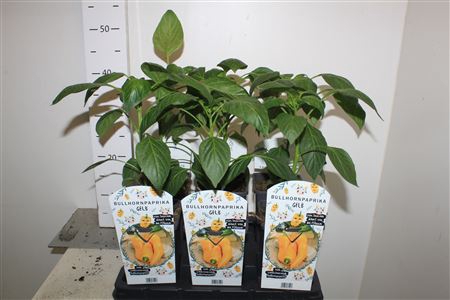 <h4>Paprika Planten</h4>