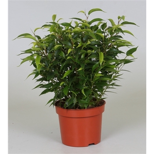 Ficus benjamina 'Natasja'