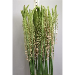 Eremurus Romance