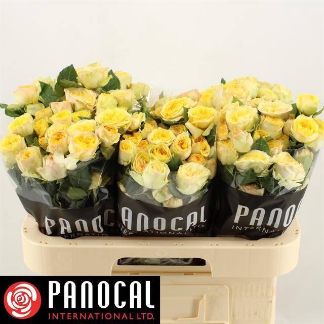 <h4>R TR YOG TRENDSETTER</h4>