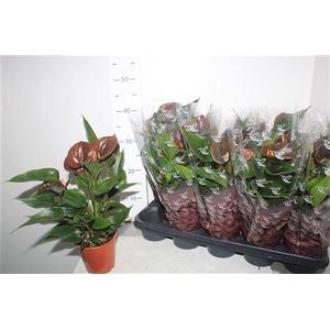 Anthu An Chocolate 5+