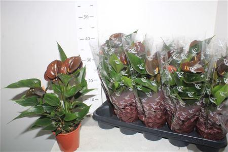 <h4>Anthu An Chocolate 5+</h4>