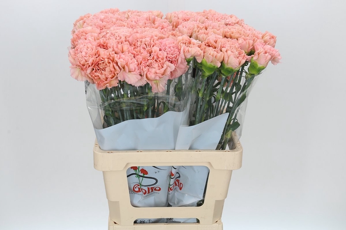 <h4>Dianthus St Lege Marrone</h4>