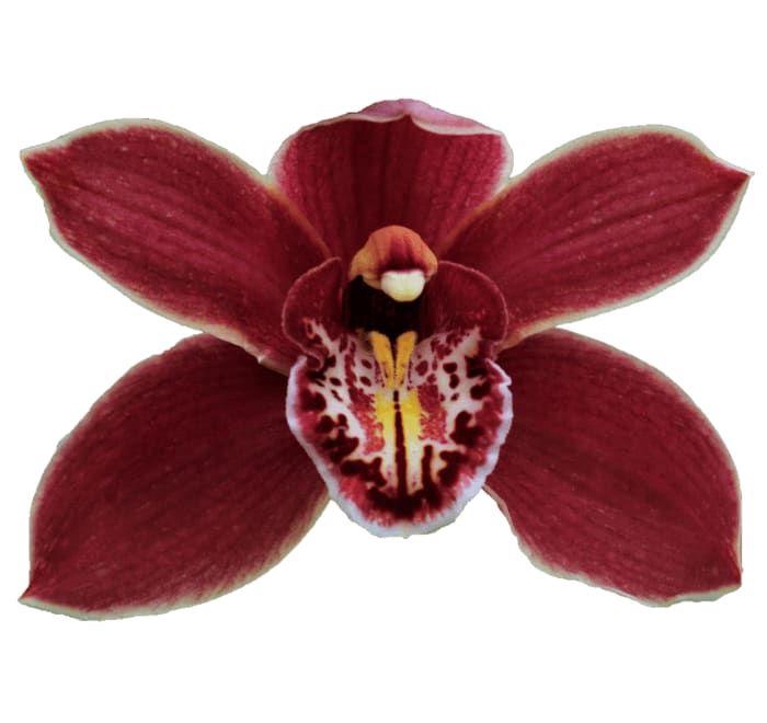 <h4>CYMB T GRAND CANYON</h4>