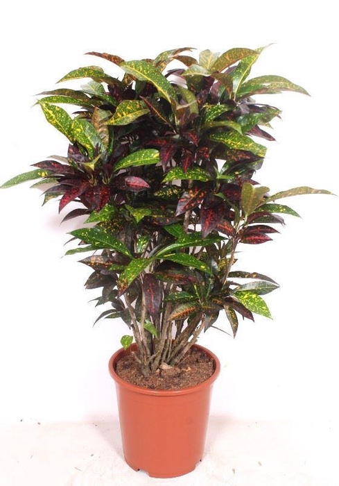 <h4>Codiaeum Codiaeum variegatum kleinb</h4>