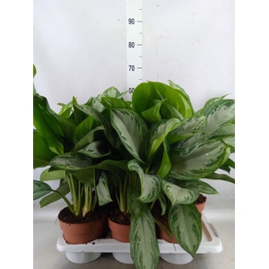 Aglaonema  'Silver Bay'