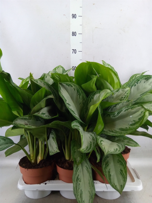 <h4>Aglaonema  'Silver Bay'</h4>