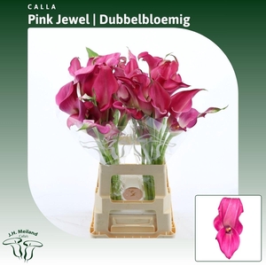 Calla Pink Jewel | Dubbelbloemig