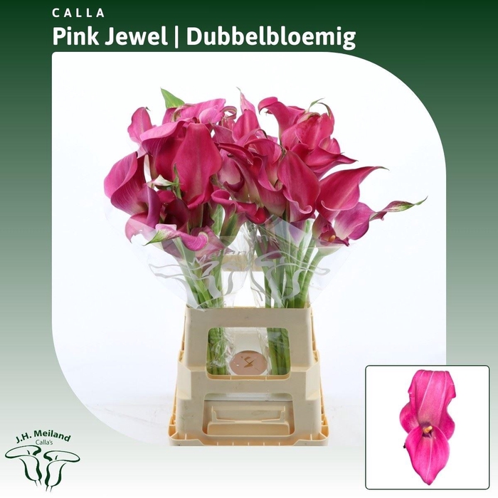 <h4>Calla Pink Jewel | Dubbelbloemig</h4>