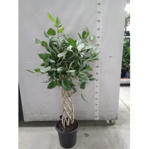 Ficus benghalensis 'Audrey'
