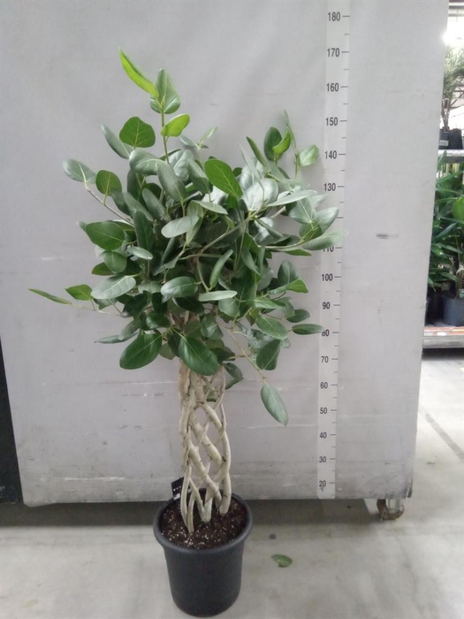 <h4>Ficus benghalensis 'Audrey'</h4>
