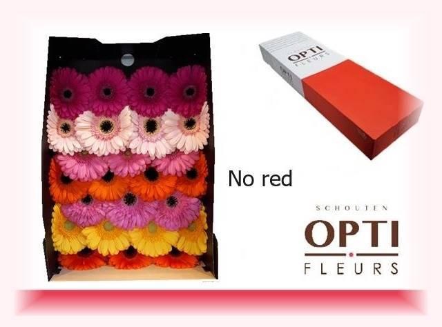 <h4>GE GR OP RIJ GEM</h4>