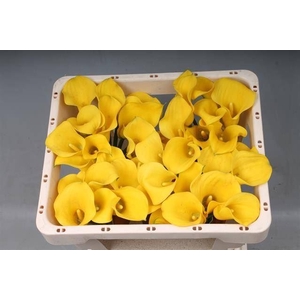 Calla Goldcup