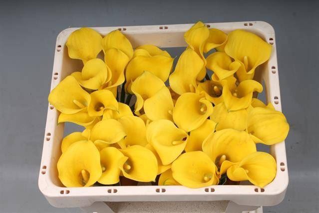 <h4>Calla Goldcup</h4>