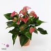 Anthurium Joli 17Ø 60cm 6fl