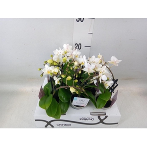 Phalaenopsis   ...mini