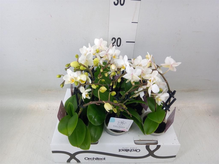 <h4>Phalaenopsis   ...mini</h4>