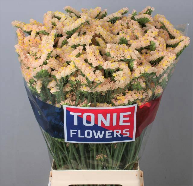 <h4>LIM S GLOW SUN BIRDS</h4>