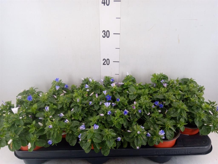 <h4>Convolvulus   ...</h4>