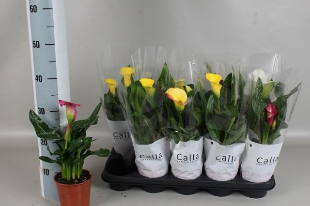 <h4>ZANT GEM 4 KL</h4>