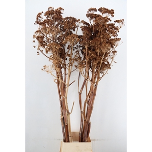 DF Ferule Seeds