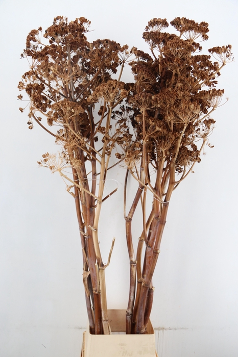 <h4>DF Ferule Seeds</h4>
