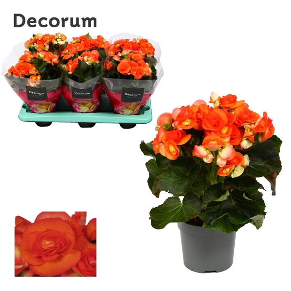 Begonia ''reina'' oranje 13 cm Decorum