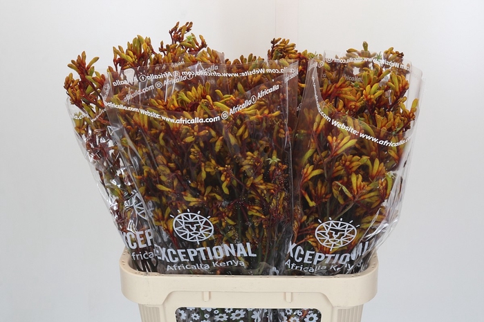 <h4>Anigozanthos Gold Fever</h4>