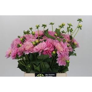 Dahlia (Decorative Grp) 'Pink Pop'