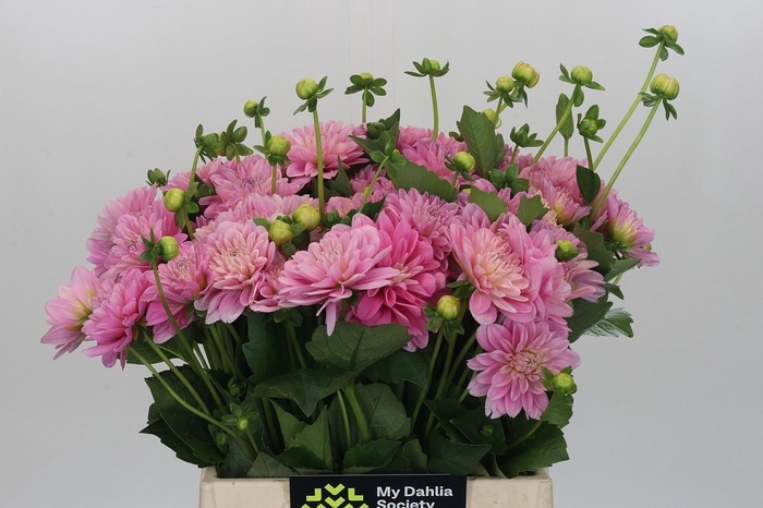 <h4>Dahlia (Decorative Grp) 'Pink Pop'</h4>