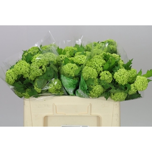 Viburnum Roseum Ex
