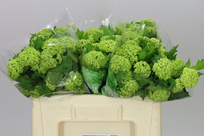 <h4>Viburnum Roseum Ex</h4>