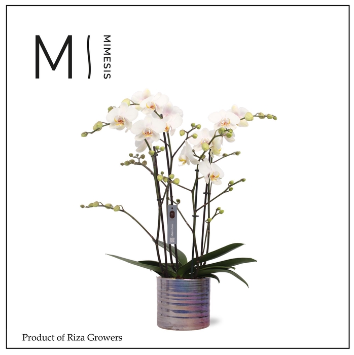 <h4>Phalaenopsis Marvellous White 50+ – 17cm in Didi Pearl Purple | Mimesis</h4>