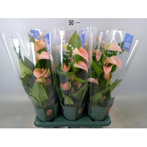 Anthurium andr. 'Joli Peach'