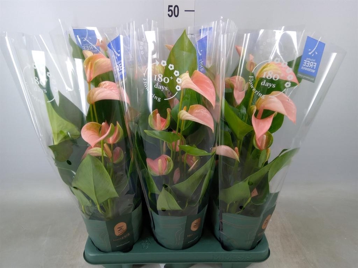 <h4>Anthurium andr. 'Joli Peach'</h4>