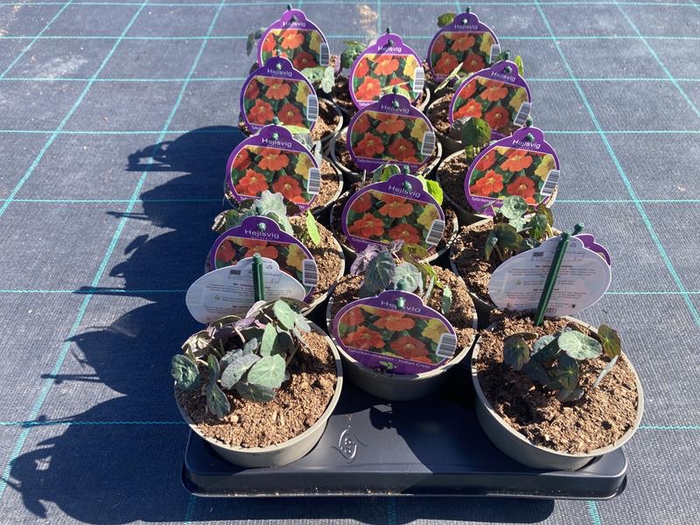 <h4>TROPAEOLUM-HYBRID</h4>