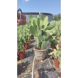 OPUNTIA