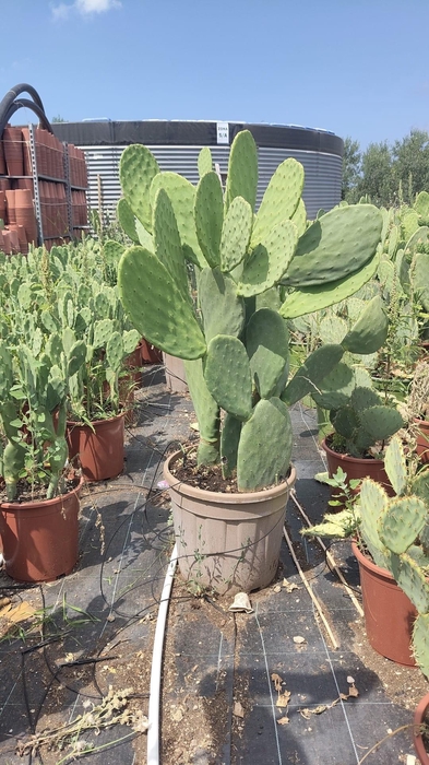 <h4>OPUNTIA</h4>