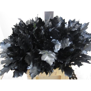 Quer Rubra Zwart L60
