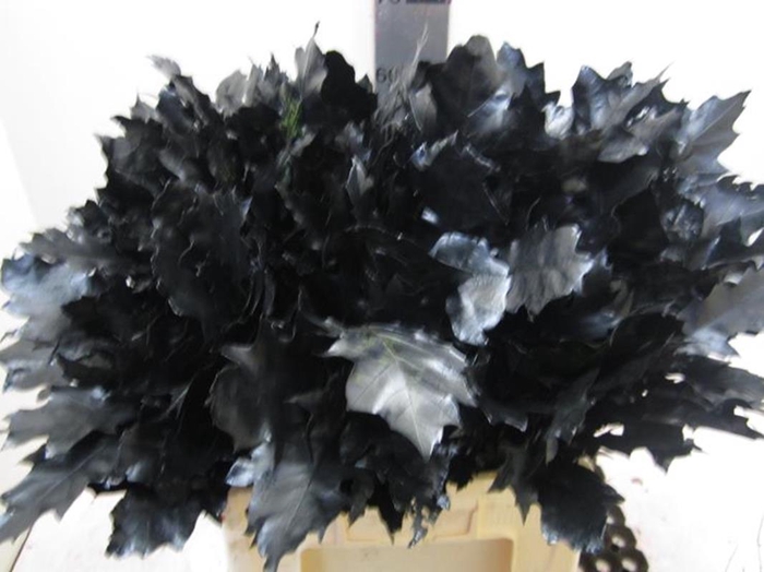 <h4>Quer Rubra Zwart L60</h4>