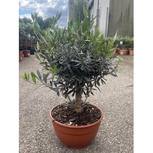 Olea europaea (Olijf) schaal