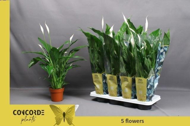 <h4>SPATH SWEET BENITO</h4>