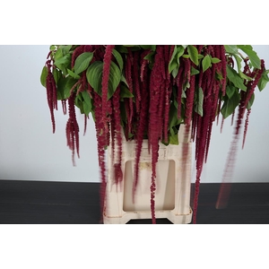 Amaranthus Hang Rood